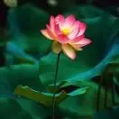 🍀岩