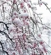 落雪当花