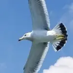 冬天的鱼🐟
