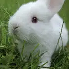 开心的小兔子🐰🐰