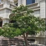 金岩物业大帅
