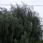 小顾同学
