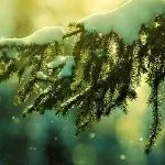 落雪🍀无声🎶