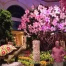 桃花运18