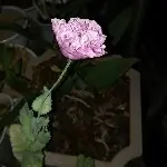 玉米甜甜圈