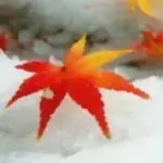 ✨小✨老✨虎✨