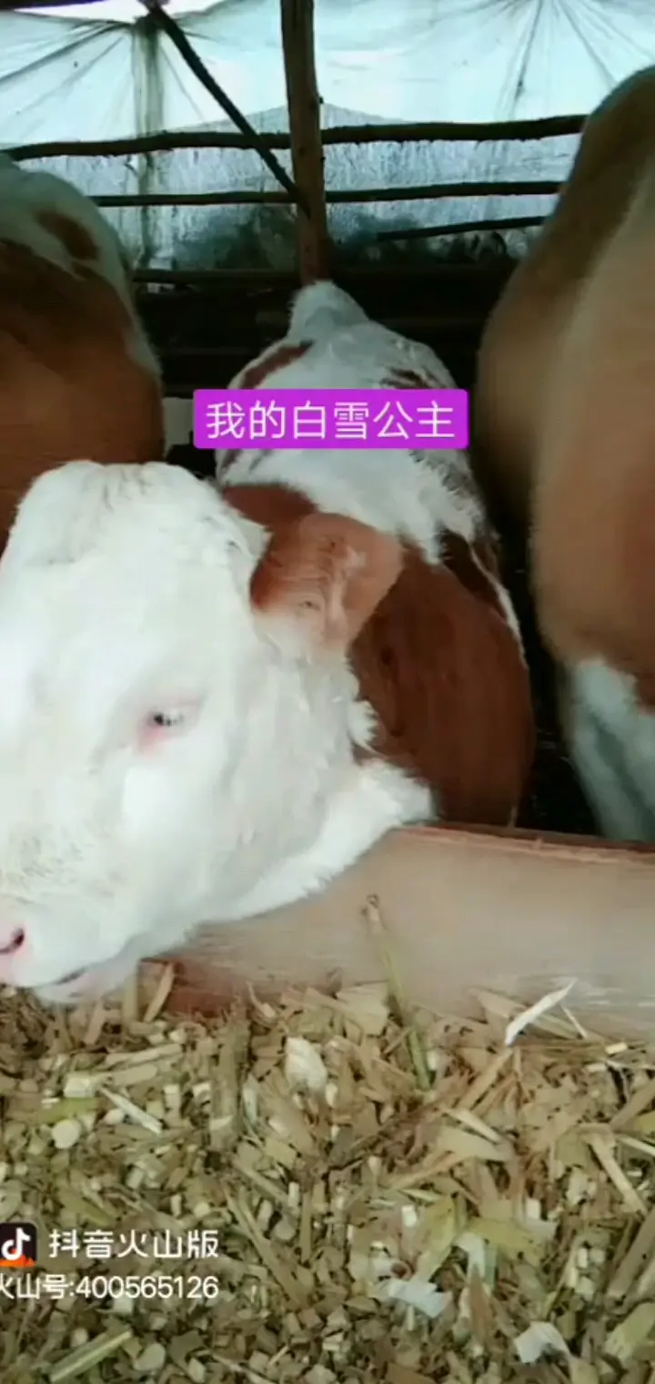 三个月的小母牛给一万五我都没卖