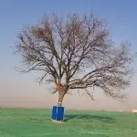 孤岛情人