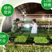 家庭种植芽苗菜