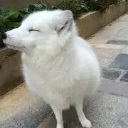 为梦入魔.