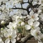 🌸️贝贝🌸️