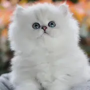 雨蝶！
