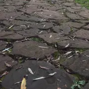 尖纲啦卖卖桑桑