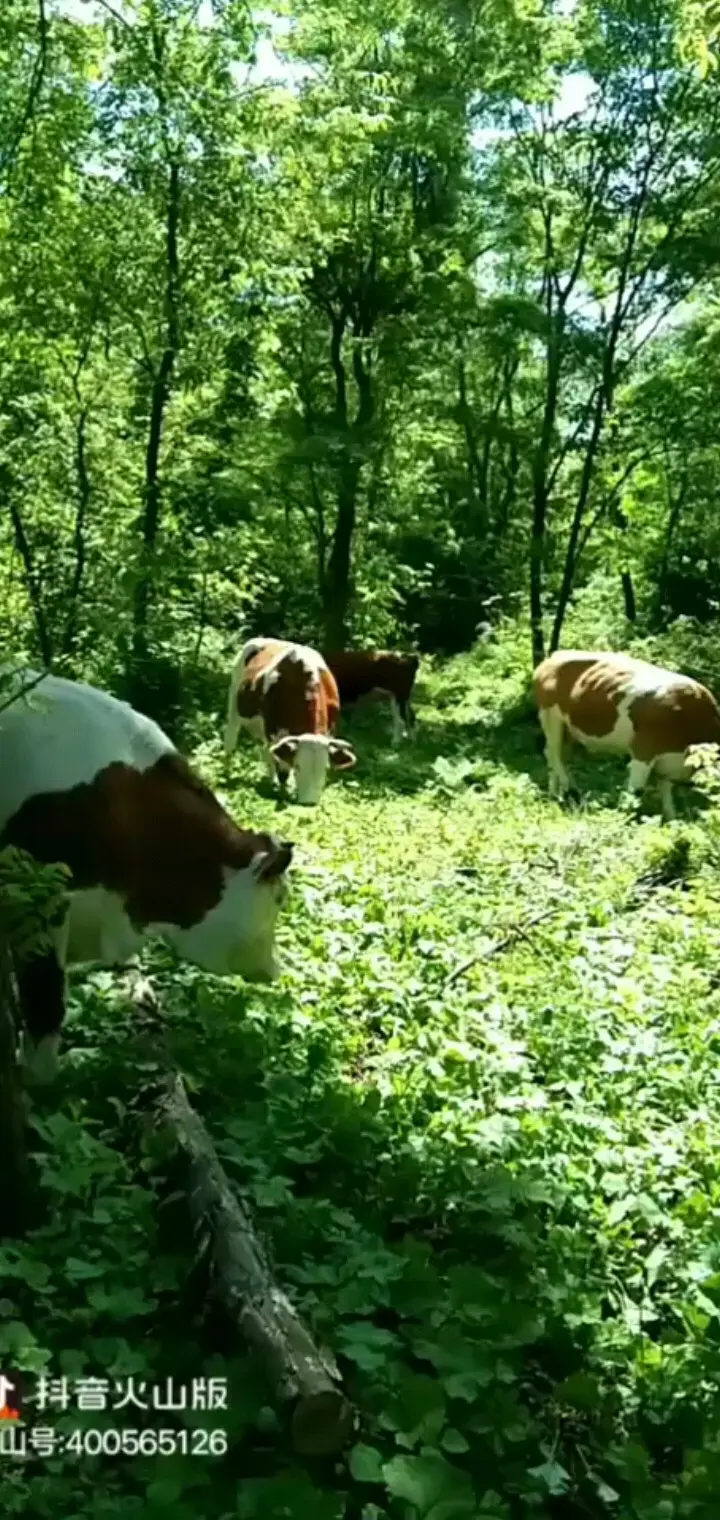 狼哥的牛请人放的