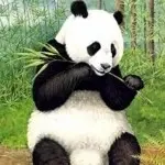 逸宝haha