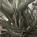 尽力前行