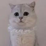 噜啦噜啦噜啦嘞