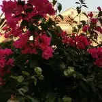 欢迎敲敲大个来了
