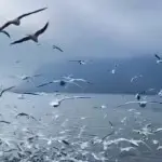 带着影子去流浪。。。