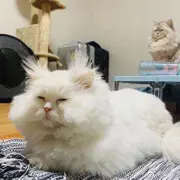 竹竹竹竹子呀