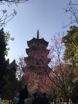 🌻小七（安静唱歌）的图片