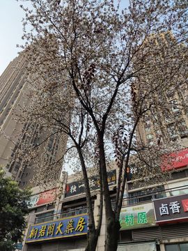 凑美没人爱的图片