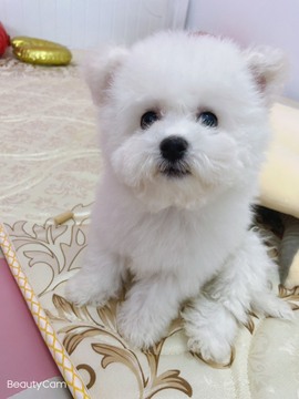 小蝶👑播～的图片