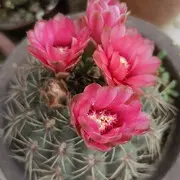 @年年有鱼@