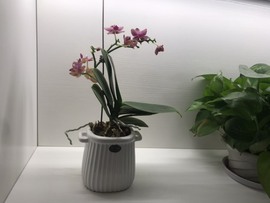 🌻小七（安静唱歌）的图片
