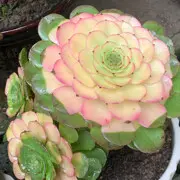 ♬丢丢
