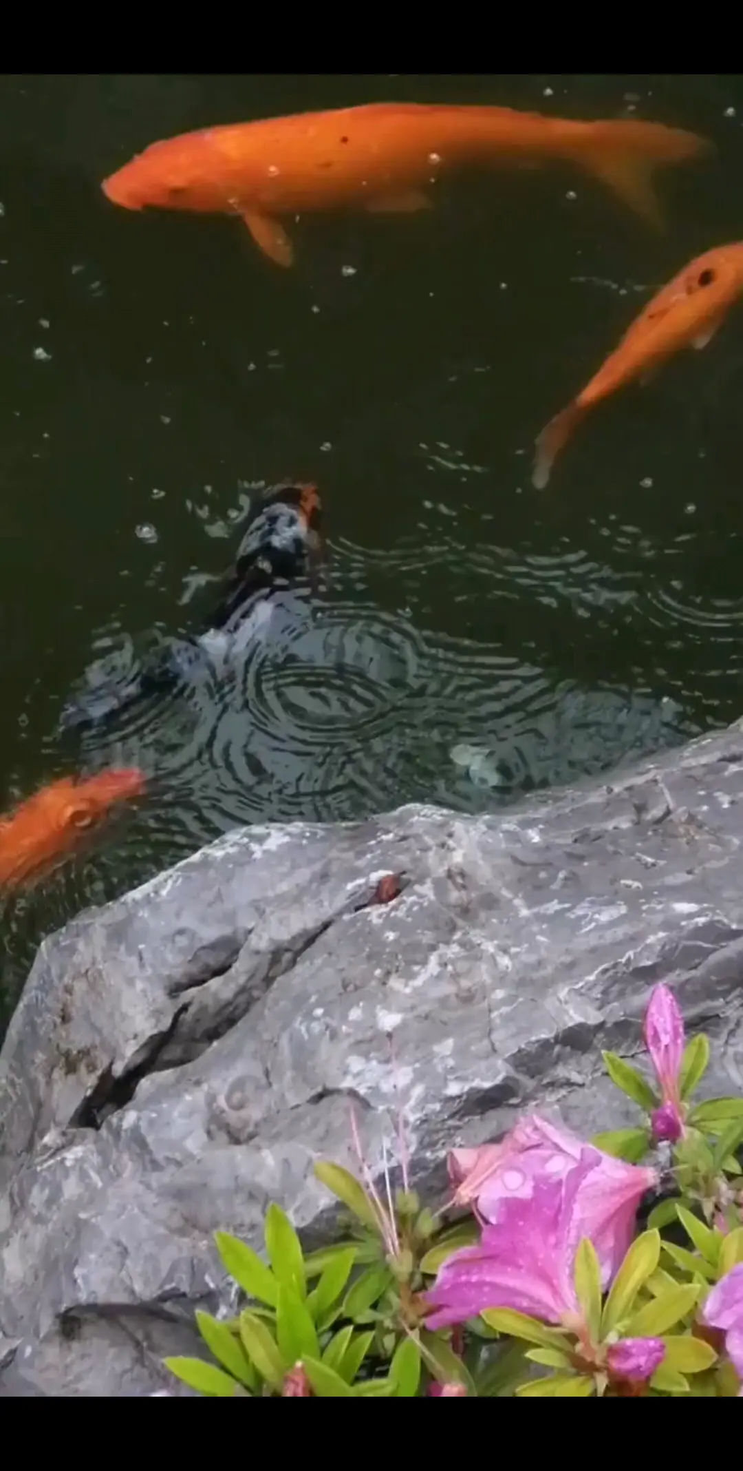 我是🐟你是水