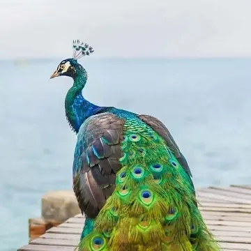 你怎么这么好看！的主播照片