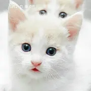 😇旺仔归来