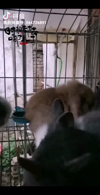 宠物来一批