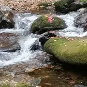 飘进小树林