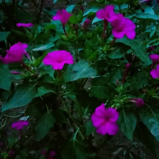 🌹随缘🌹的主播照片