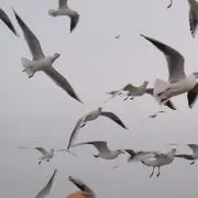 ~游水的鱼~