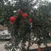 乀人丿