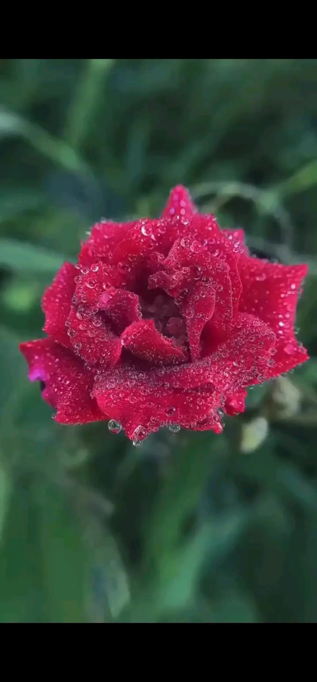 早安🌹🌹🌹世界这么大