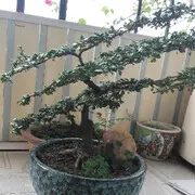 高山上的不老松
