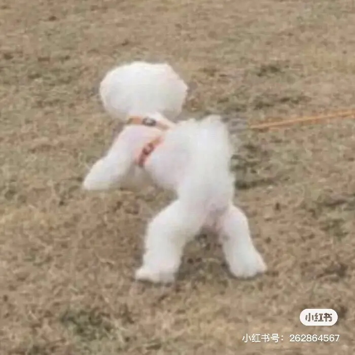 肉宝加加油的主播照片