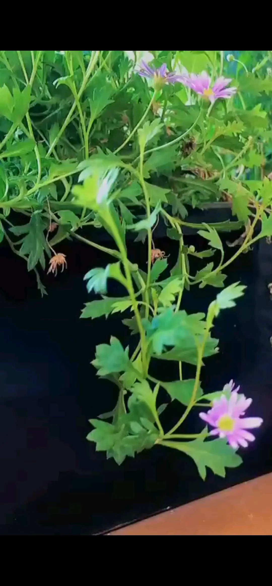 秋水长天🍀不长红豆相