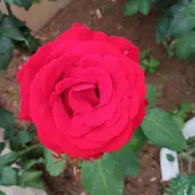 喜欢你的龙哥