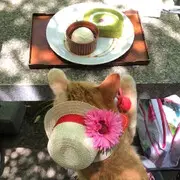 梦想成真♛
