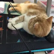 唯吾独尊丶
