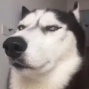 青丶柚丿
