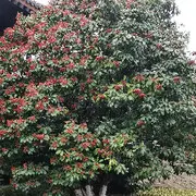 小米椒？