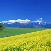 yy灰狼