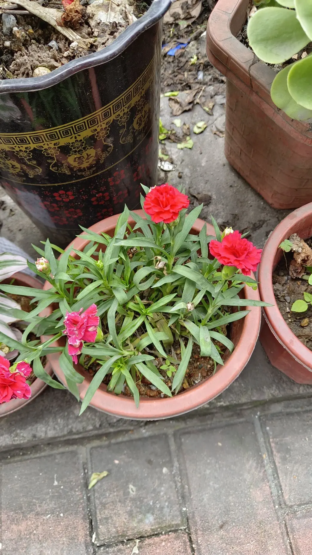 隨風的沙主播图片
