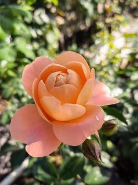 ❤️静心思语❤️的图片